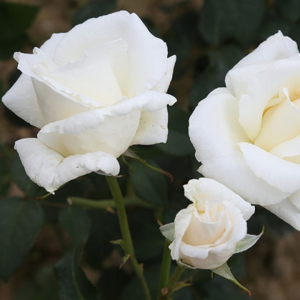 Růže keřová velkokvětá Mount Shasta - Rosa - prostokořenné sazenice růží - 1 ks