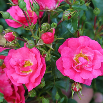 Růže keřová půdokryvná Meintraum - Rosa - prostokořenné sazenice růží - 1 ks