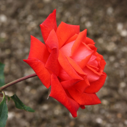 Růže velkokvětá červená Lidka - Rosa - prostokořenné sazenice růží - 1 ks