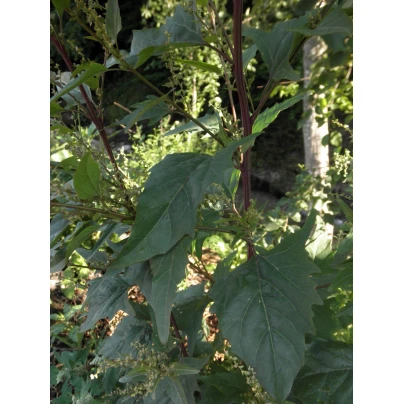 Lebeda zahradní - Atriplex hortensis - semena - 0,5 g