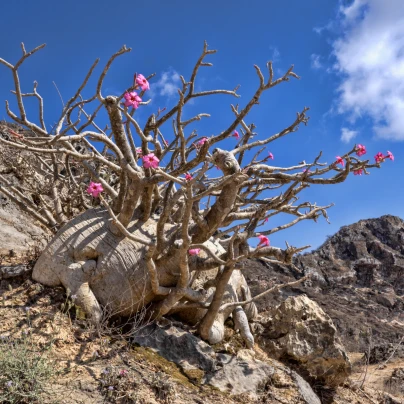 Pouštní růže - Adenium obesum - semena - 5 ks