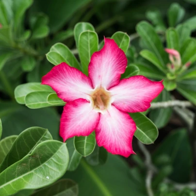 Pouštní růže - Adenium obesum - semena - 5 ks