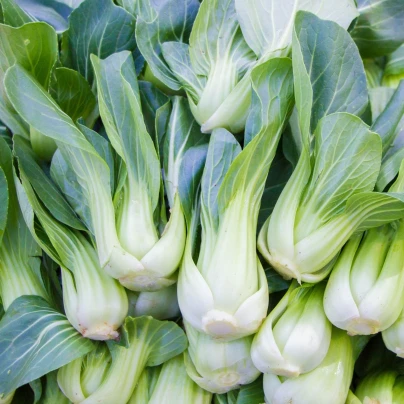 Pak Choi Chifu F1 - Brassica rapa chinensis - semena - 50 ks