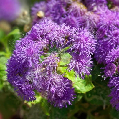 Nestařec americký Red Sea - Ageratum houstonianum - semena - 30 ks