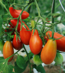 Rajče Eduardo F1 - Solanum lycopersicum - semena - 6 ks