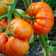 BIO Rajče Brandywine červené - Solanum lycopersicum - bio semena - 7 ks