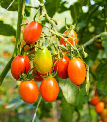 BIO Rajče Blush - Solanum lycopersicum - bio semena - 6 ks