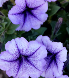 Petúnie Musica F1 Blue Vein - Petunia x grandiflora - semena - 30 ks