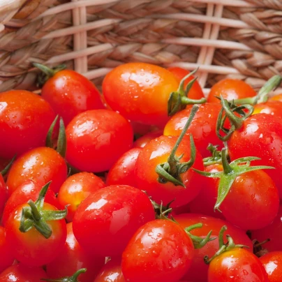 Rajče Tutti Frutti F1 - Solanum lycopersicum - semena - 6 ks