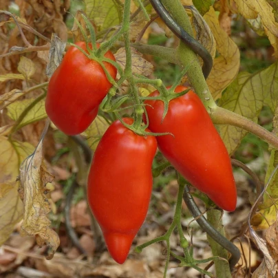 BIO Rajče Andenhorn - Solanum lycopersicum - bio semena - 8 ks