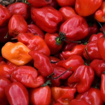 BIO Chilli Habanero červené - Capsicum chinense - bio semena - 6 ks