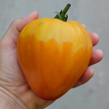 Rajče Oxheart Orange - Solanum lycopersicum - semena - 10 ks
