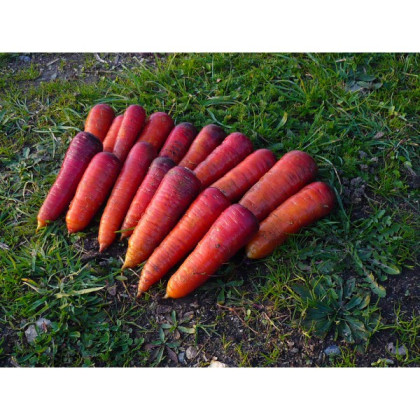 BIO Mrkev raná Rouge Sang - Daucus carota - bio semena - 200 ks