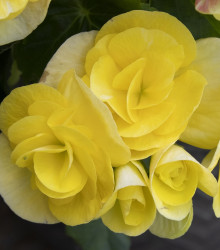 Begonie Nonstop žlutá - Begonia tuberhybrida - cibuloviny - 2 ks