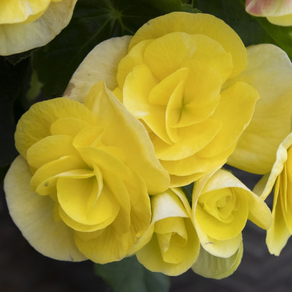 Begonie Nonstop žlutá - Begonia tuberhybrida - cibuloviny - 2 ks