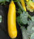 Cuketa Goldena - Cucurbita pepo - semena - 12 ks