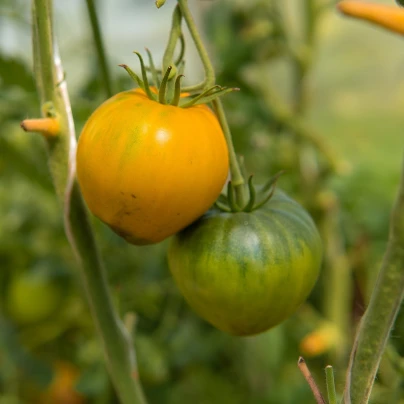 BIO Rajče Heart of Gold - Solanum lycopersicum - bio semena - 10 ks