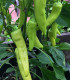 BIO Paprika Sweet Banana - Capsicum annuum - bio semena - 8 ks