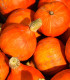 BIO Dýně Solor - Cucurbita maxima - bio semena - 7 ks