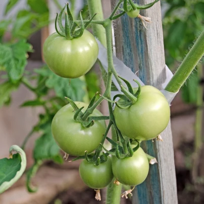 BIO Rajče White Beauty - Solanum lycopersicum - bio semena - 7 ks