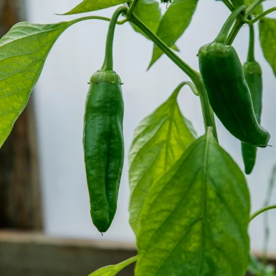 Chilli Aji Pineapple - Capsicum baccatum - semena - 7 ks