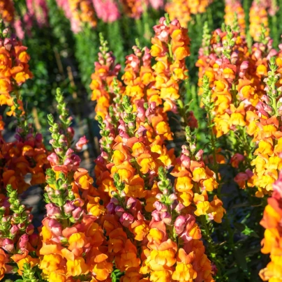 Hledík větší oranžový - Antirrhinum majus - semena - 20 ks