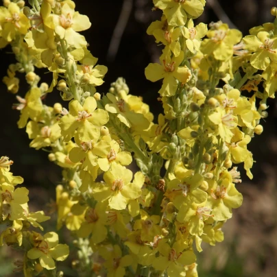 Hledík větší žlutý - Antirrhinum majus - semena - 20 ks