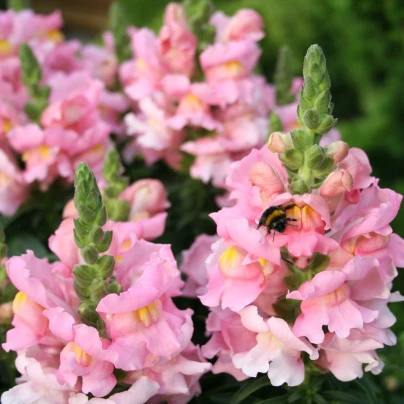 Hledík větší světle růžový - Antirrhinum majus - semena - 20 ks