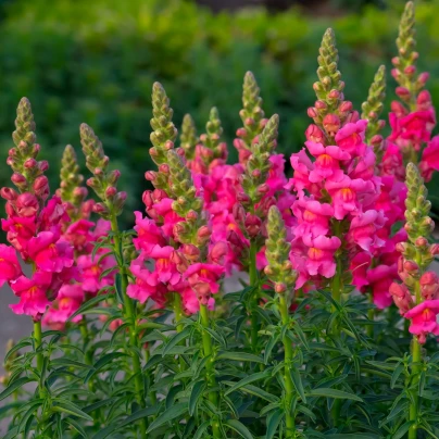 Hledík větší tmavě růžový - Antirrhinum majus - semena - 20 ks