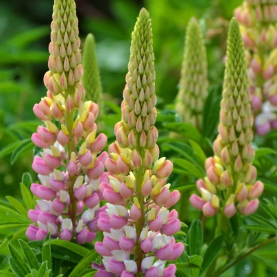 Lupina mnoholistá Russel Schlossfrau rosa - Lupinus polyphyllus - semena - 30 ks