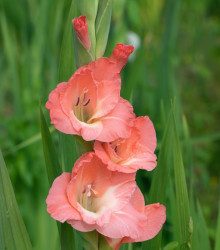 Mečík Rose Supreme - Gladiolus - cibuloviny - 3 ks