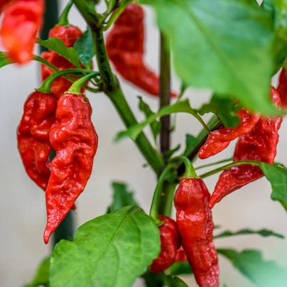 Brazilský pepř - Capsicum Chinense - semena - 6 ks