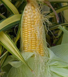 BIO Kukuřice cukrová Golden Bantam - Zea mays - bio semena - 16 ks