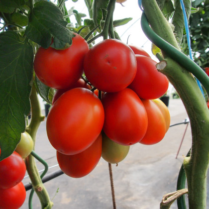 Rajče Sonet F1 - Solanum lycopersicum - semena - 20 ks