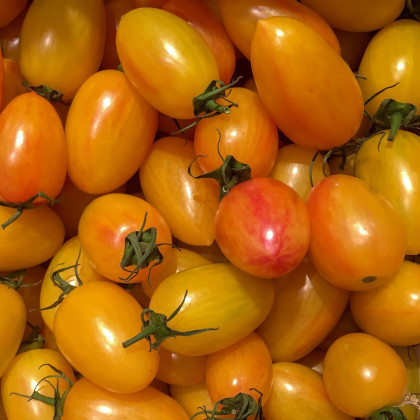Rajče Artisan Blush Tiger - Solanum lycopersicum - semena - 6 ks