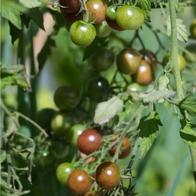 BIO Rajče Koktejlové Brown Berry - Solanum lycopersicum - bio semena - 7 ks