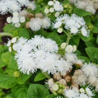 Nestařec Aloha bílý F1 - Ageratum - semena - 20 ks