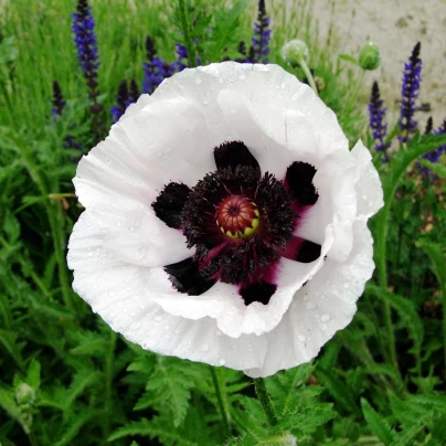 Mák východní Checkers - Papaver orientale - semena - 50 ks