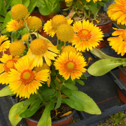 Kokarda Arizona Apricot - Gaillardia aristata - semena - 10 ks