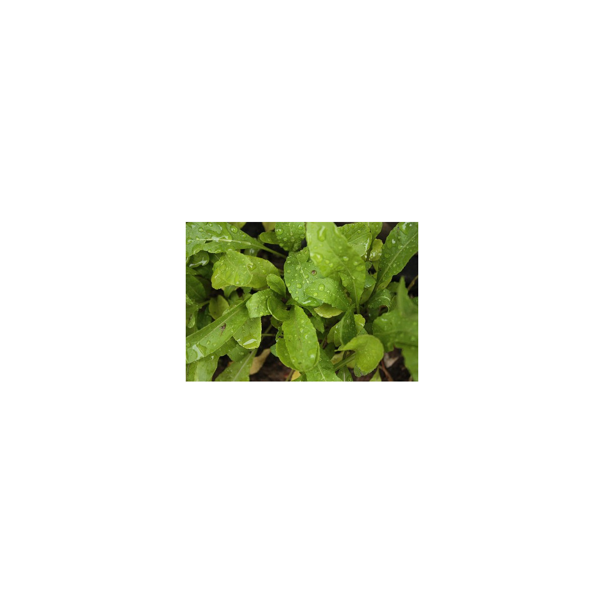 BIO rukola Roma - Eruca sativa - bio semena - 0,1 g