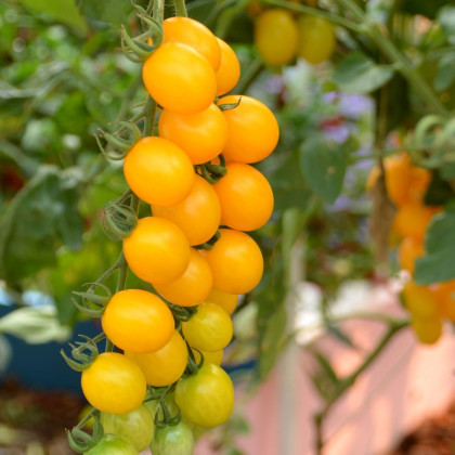 Divoké rajče Murmel žluté - Solanum pimpinellifolium - semena - 6 ks
