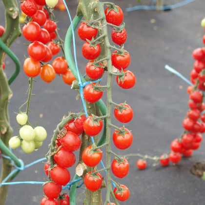 Rajče Curranto F1 - Solanum lycopersicum - semena - 10 ks