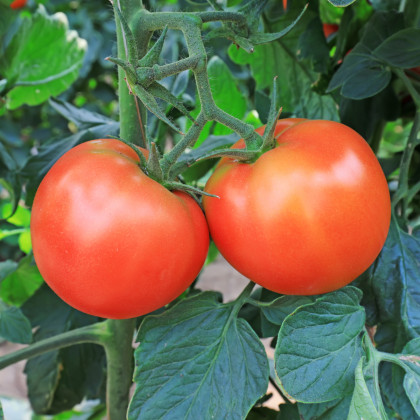 BIO Rajče Serrat F1 - Solanum lycopersicum - bio semena - 5 ks