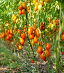 Rajče Radana - Solanum lycopersicum - semena - 15 ks