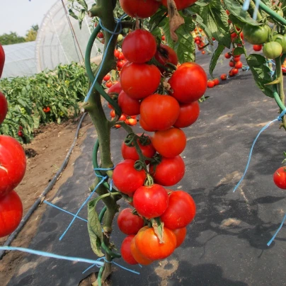 Rajče Uragan F1 - Solanum lycopersicum - semena - 30 ks