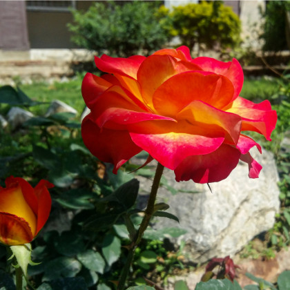 Růže velkokvětá červenožlutá - Rosa - prostokořenné sazenice - 1 ks