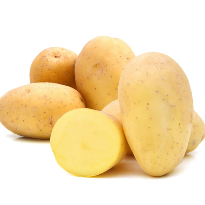 Sadbové brambory Monique - Solanum tuberosum - brambory - 10 ks