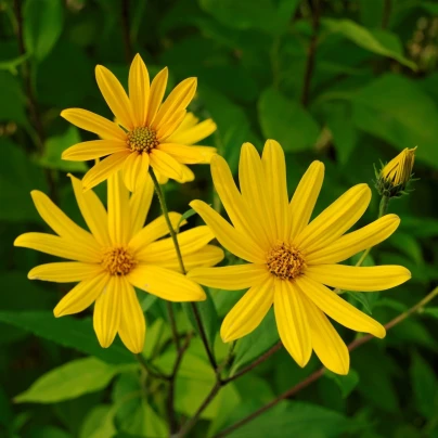 Topinambur červený Violet de rennes - Helianthus tuberosus - Kiepenkerl - 1 ks