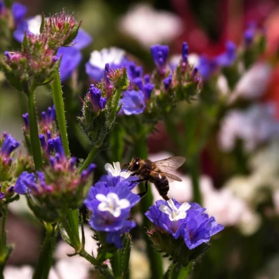 Limonka chobotnatá modrá - Limonium sinuatum - semena - 30 ks