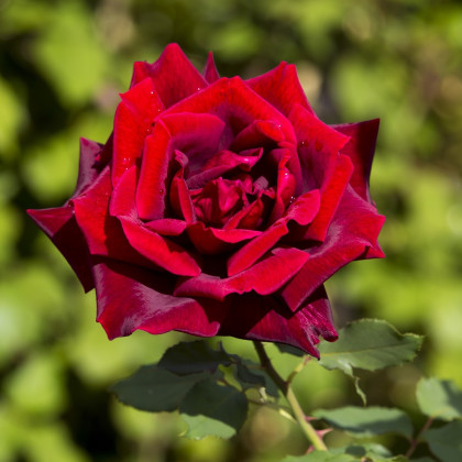 Růže záhonová červená - prostokořenné sazenice - 1 ks